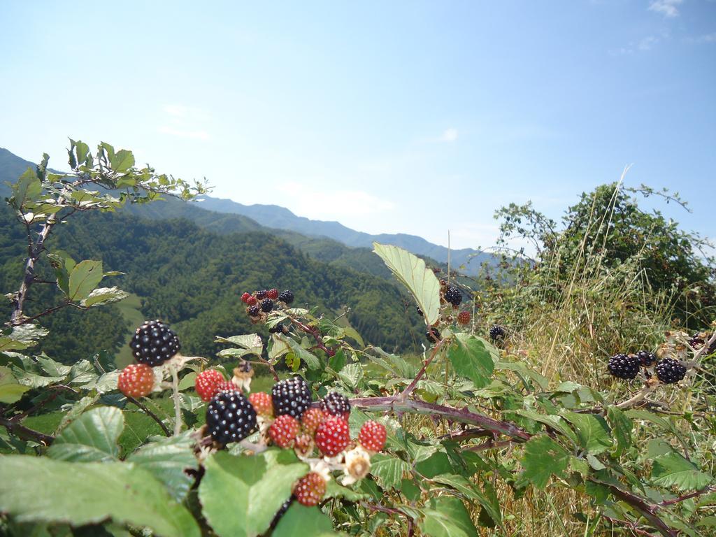 Agriturismo I Monti Di Salecchio Palazzuolo Sul Senio Exterior foto