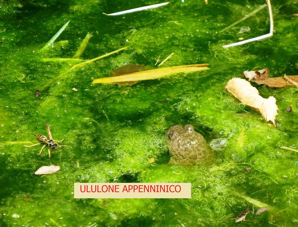 Agriturismo I Monti Di Salecchio Palazzuolo Sul Senio Exterior foto